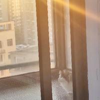 铲屎手艺人头像