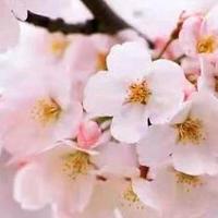 清风✧(≖ ◡ ≖✿)头像