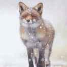 Young同学的个人资料头像