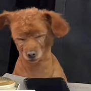 正正不搞的个人资料头像