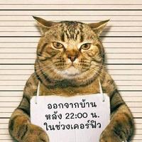 扁担宽板凳长扁担想绑在板凳上板凳说行头像