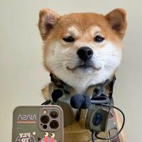 混凝土大菠萝头像