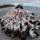 开飞机的农民头像