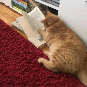 readingcatxxx头像