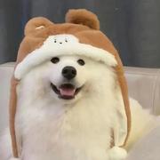 柴哥的个人资料头像