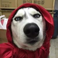 狗贼哈士奇头像