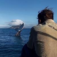 元气奶酪Dv头像