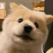 小扬爱编程的个人资料头像