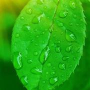 二半吊子前端的个人资料头像