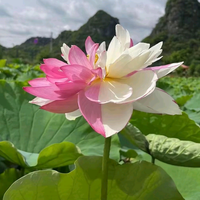 和枫叶同舞头像