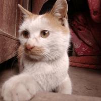 端庄优雅画板UDS头像