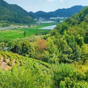 清风而行呀头像