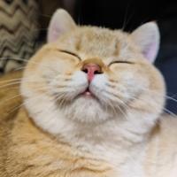 橙子特别大头像