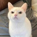 猫冬825头像