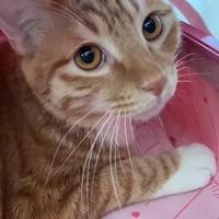 迷你xiao汽车头像