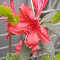 雁峰金甲人头像