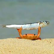 贝加尔湖的鱼的个人资料头像