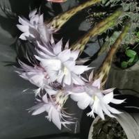 温柔奶酪R9V头像