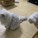 85556633头像