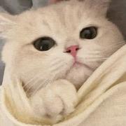 Kaikkk的个人资料头像