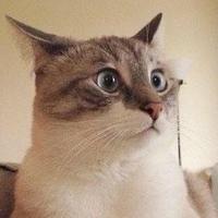 山川皆无恙成头像