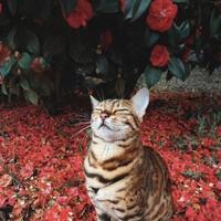 SIVIS头像