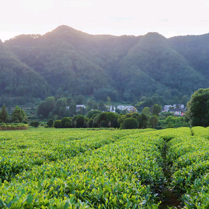 茶余娱乐头像