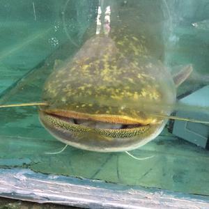 竞钓三级空军大师头像