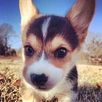 小鱼在线选车头像