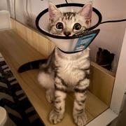 奇怪的事情发生了的个人资料头像