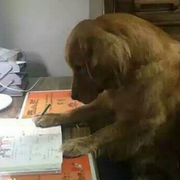 pal_xie的个人资料头像