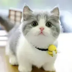 特猫头头像
