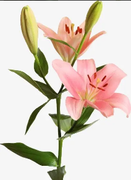 谷种百合花的个人资料头像