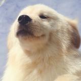 WHQ牛牛头像