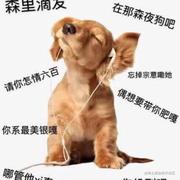 MapleWan的个人资料头像