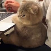 拿铁196的个人资料头像