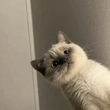 5833898头像