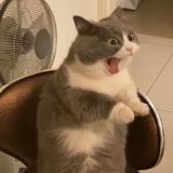 吉里吉里ji头像