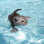 斑点972的个人资料头像