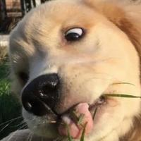 田埂上的梦想者头像
