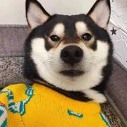 Hydrogen543的个人资料头像