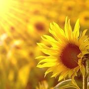 好好学习4907的个人资料头像