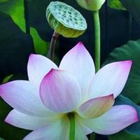 春天又来到头像