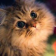 AMM9394的个人资料头像