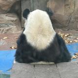 儒雅菠萝hIr头像