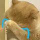 芝士修猫 · 奔驰GLK级车主·车龄11年头像