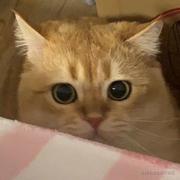 Scabiosa的个人资料头像