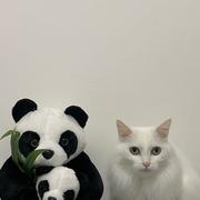 YNNUS的个人资料头像