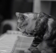 不会写代码的猫_的个人资料头像