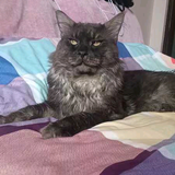 小何缅因猫舍头像